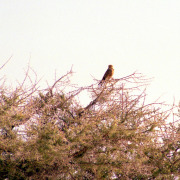 Greater kestrel