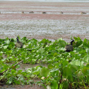 Greater Painted-snipe