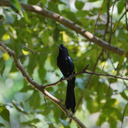 Greater Racket-tailed Drongo