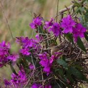 Greater thornbird