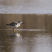 Greater Yellowlegs