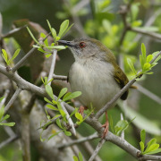 Green-backed Camaroptera