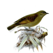 Green-backed Honeyguide