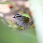 Green-backed Sparrow
