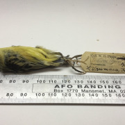 Green-backed Tody-Flycatcher