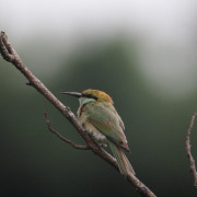 Green Bee-eater