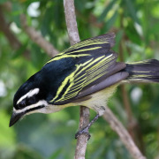 Green-breasted Barbet