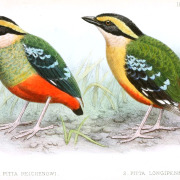 Green-breasted Pitta