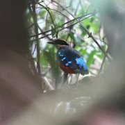 Green-breasted Pitta