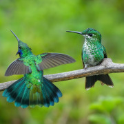 Green-crowned Brilliant