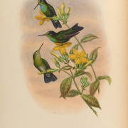 Green-crowned Brilliant