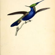 Green-crowned Plovercrest