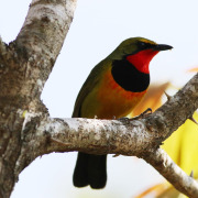 Gorgeous Bushshrike