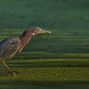 Green Heron