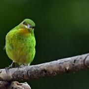 Green Honeycreeper