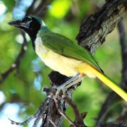 Green Jay