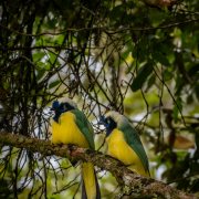 Green Jay