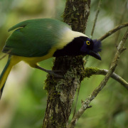 Green Jay
