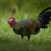 Green Junglefowl