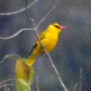 Green Oriole