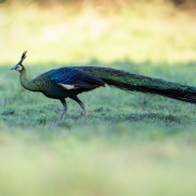 Green Peafowl