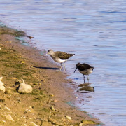 Green Sandpiper