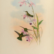 Green-tailed Goldenthroat