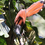 Green-tailed Sunbird