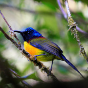 Green-tailed Sunbird