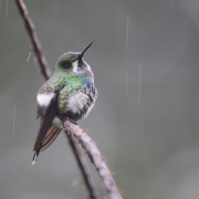 Green Thorntail