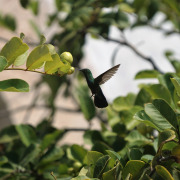 Green-throated Carib