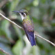 Green-throated Mountain-gem