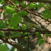 Green Warbler
