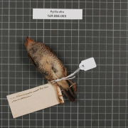 Green-winged Pytilia