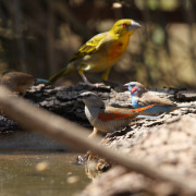 Green-winged Pytilia