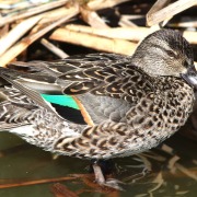 Green-winged Teal