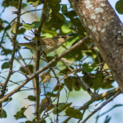 Greenish Warbler