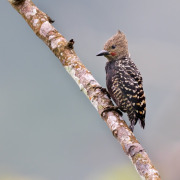 Grey-and-buff Woodpecker