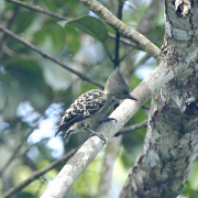 Grey-and-buff Woodpecker