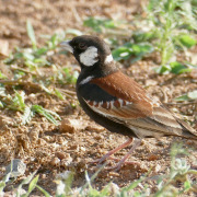 Grey-backed Sparrow-Lark