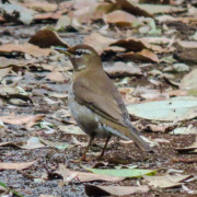 Grey-backed Thrush