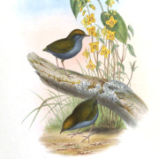 Grey-bellied Tesia