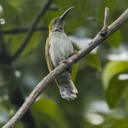 Grey-breasted Spiderhunter