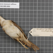 Grey-chested Jungle-Flycatcher