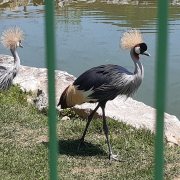 Grey Crowned Crane