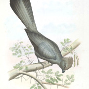 Grey-headed Bushshrike