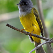 Grey-headed canary-flycatcher