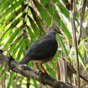Grey-headed Dove