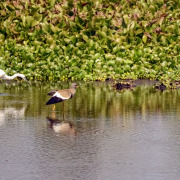 Grey-headed Lapwing