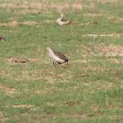Grey-headed Lapwing